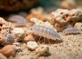 Tiny Isopod Treasures: Eight New Crustacean Species Emerge from Sulawesi's Coral Rubble