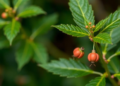 Traditional Medicinal Plant Shows Blood Pressure-Lowering Potential in Lab Study