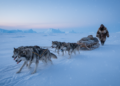 Short legs gave ancient sled dogs a 9,000-year pulling advantage in the Arctic