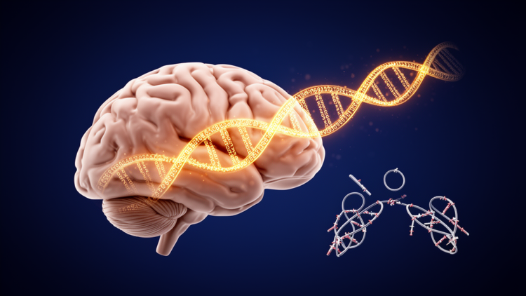 Hidden DNA Repeats in the Brain May Shape Splicing and Disease Risk