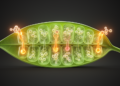 Plant immune switches offer new blueprint for engineered disease resistance