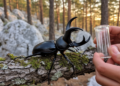 New Stag Beetle Species Surprises Entomologists in the Mountains of Corinthia, Greece