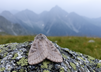 A Pyrenean moth isolated for millennia earns its own subspecies name