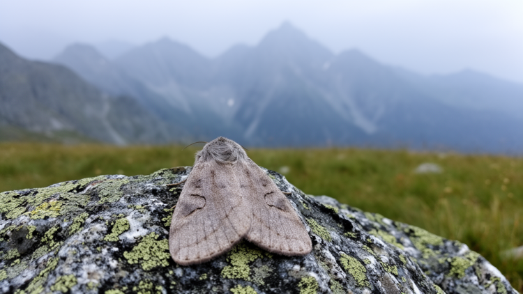 A Pyrenean moth isolated for millennia earns its own subspecies name