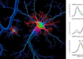 One Gene, Three Diseases: NGLY1 Genotypes Drive Divergent Neuronal Trajectories