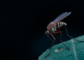 Old Cancer Drug Candidate Irosustat Shows Promise Against Drug-Resistant Malaria