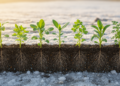 Eight Crops, One Salty Field: How Plant Identity Rebuilds the Rhizosphere Microbiome