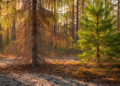 Norway spruce falters while Scots pine tightens water use as drought grips southern Finland