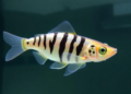 Five-Day Ethanol Dosing Produces Measurable Withdrawal in Adult Zebrafish
