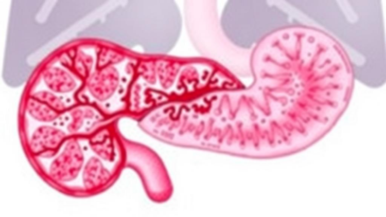 Rare Pancreatic Tumor With Dual Identity Harbors Never-Before-Seen KANK4-RAF1 Gene Fusion
