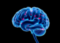 Lactate's Hidden Switch: How a Once-Dismissed Metabolite Shapes Brain Repair and Degeneration
