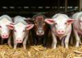 Tannins in Livestock Feed Show Clear Gains for Ruminants but Mixed Results for Pigs and Poultry