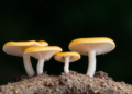 DNA reshuffles a famous fungus genus as scientists name a new genus and three new species