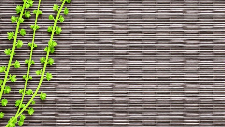 Hidden chromosome surprises in Turkish wild alfalfa reveal a karyotype unlike any commercial cultivar