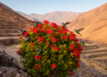 Arid Andean Valley Reveals Shifting Hummingbird Network Built Around One Shrub