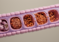 Copper Cell Death Emerges as a Hidden Driver of Acute Kidney Injury
