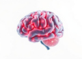 Borrowing From Quantum Math, a New Framework Describes the Brain's Evolving States