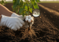 Cotton's Hidden Fungal Allies Could Reshape the Fight Against Charcoal Rot