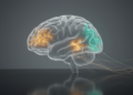 One Brain Map, Two Diseases: Alzheimer's and Multiple Sclerosis Share a Genetic Signature of Shrinkage