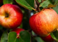 Apple gene switch MhWRKY71-like boosts cold tolerance and shields chlorophyll