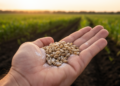 Seed Microbes: The Hidden Inheritance That Could Transform Global Agriculture