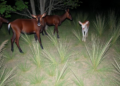 Camera Traps Outperform eDNA for Wildlife Monitoring at Livestock-Wildlife Interfaces