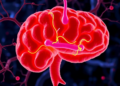 Gut microbes may hold the key to Alzheimer's and Parkinson's disease