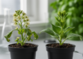 Why Male and Female Plants Fight Stress Differently