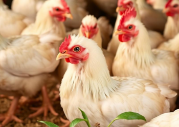 Green Tea Extract Shields Broiler Chickens From Necrotic Enteritis Damage