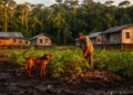 Dogs, Crops and Disease: Inside the Amazon's Hidden Human–Wildlife Conflict
