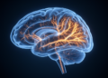 The Silent Interval: Hidden Brain Remodeling Precedes the Return of Seizures
