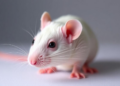 Cytokine-Rich Serum Outperforms Platelet-Rich Plasma in Shielding Rat Ovaries from Reperfusion Damage
