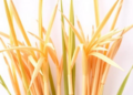 Two New Genes That Shorten Rice Stems Could Help Breed Lodging-Proof Crops