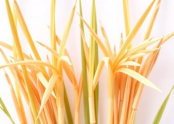 Two New Genes That Shorten Rice Stems Could Help Breed Lodging-Proof Crops