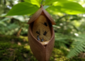 Deceptive Trap Flower Recruits Native Fruit Flies as Pollinators in China
