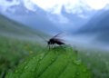 Himalayan Midge Discovery Hints at Hidden Species Behind a Familiar Face
