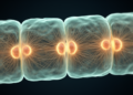 Nuclear Anchor Protein SUN2 Keeps Blood Vessels Sealed by Tuning Microtubules
