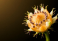 How Light, Hormones and the Epigenome Decide a Seed's Fate