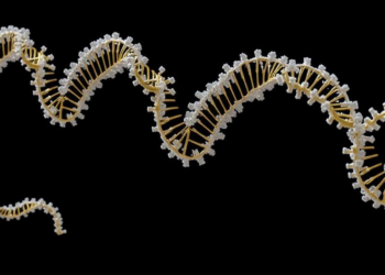First gapless telomere-to-telomere licorice genome reveals genes behind medicinal compounds and desert survival