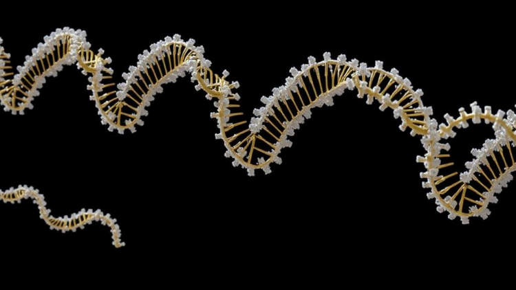 First gapless telomere-to-telomere licorice genome reveals genes behind medicinal compounds and desert survival