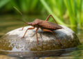 Water Bug Genomes Reveal Surprising Evolution of Telomere Diversity