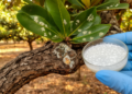 Fungi Living on Macadamia Trees Reveal Five New Species and a Trove of Industrial Enzymes