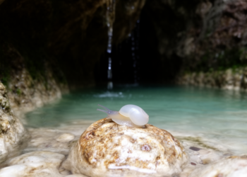 Blind, Eyeless Snail from Iranian Spring Reveals Hidden Underground World