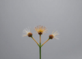 Five Rare Plants Join the IUCN Red List as Global Assessments Reveal Rising Extinction Risk