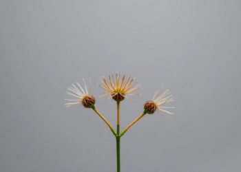 Five Rare Plants Join the IUCN Red List as Global Assessments Reveal Rising Extinction Risk
