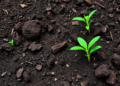 Soil Carbon and a Rainfall Threshold Shape a Mid-Elevation Sweet Spot for Himalayan Plants
