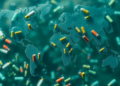 Pharmaceutical Waste Is Breeding Superbugs in Rivers and Wastewater Worldwide