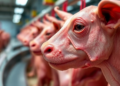 Smart Sensors and Digital Tools Race to Catch Meat Spoilage Before Your Nose Does