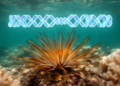Feather star's near-complete genome reveals extreme chromosome fusion and coral reef survival tricks