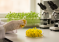 Scientists Map Hidden DNA Switches Behind Rapeseed's Industrial Oil Boost